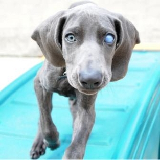 Chicago Dog Photo